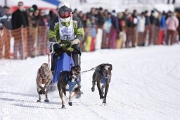 Lenk 2013